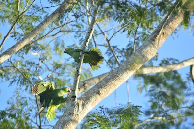 Red-Lored Amazon Parrots